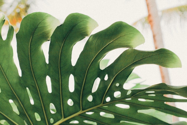 studio-kealaula-UVuCBlaiJM0-unsplash